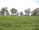 Ozenkadnook Mortat Road, Goroke VIC 3412