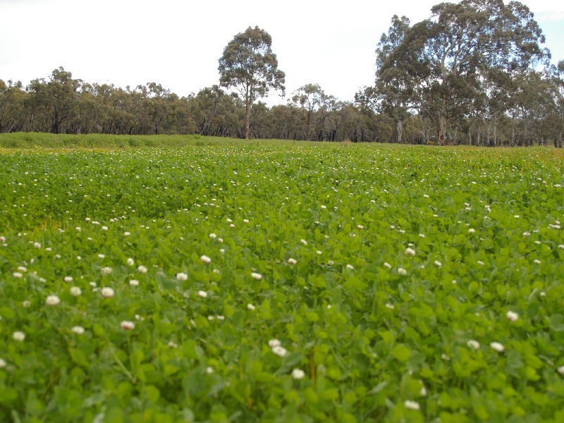 Ozenkadnook Mortat Road, Goroke VIC 3412