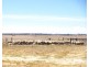 Section 12 Hd Joyce, Lucindale SA 5272