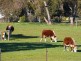 Allotment 31 Hamptons Road, Naracoorte SA 5271