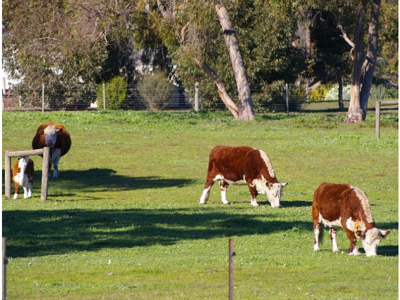 Allotment 31 Hamptons Road, Naracoorte SA 5271