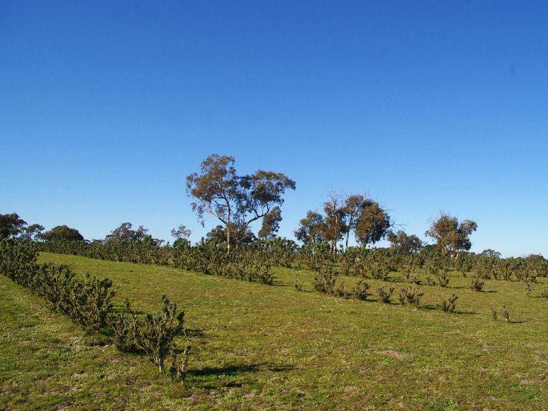 Allotment 31 Hamptons Road, Naracoorte SA 5271