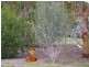 Allotment 31 Hamptons Road, Naracoorte SA 5271