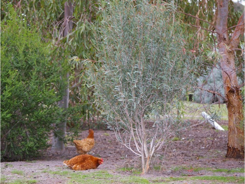 Allotment 31 Hamptons Road, Naracoorte SA 5271