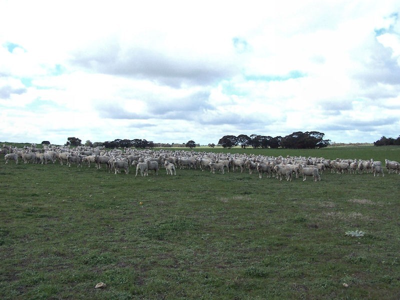 Senior Road, Bordertown SA 5268