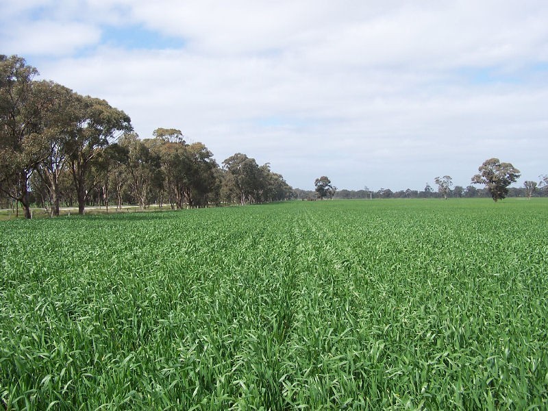 Bordertown Frances Road, Bordertown SA 5268