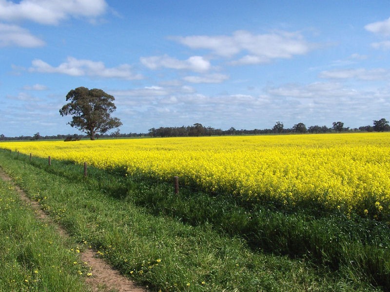 Bordertown Frances Road, Bordertown SA 5268