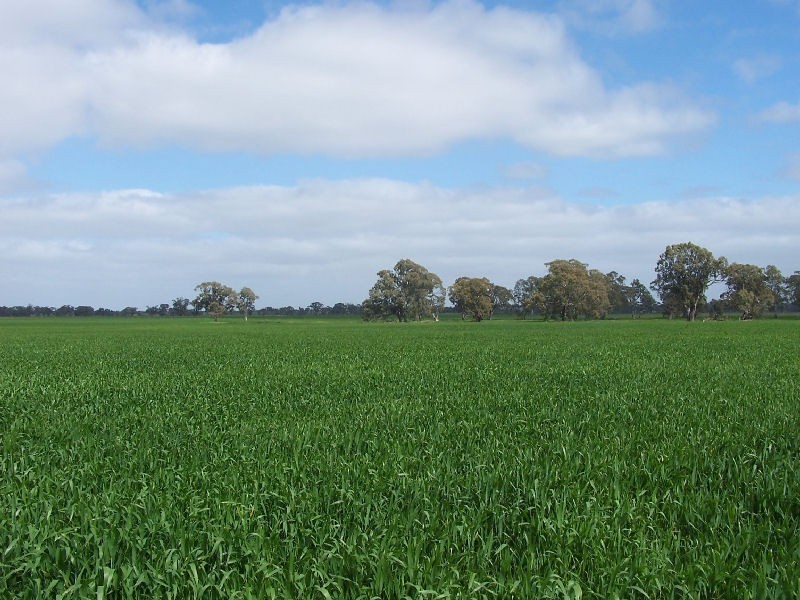 Bordertown Frances Road, Bordertown SA 5268