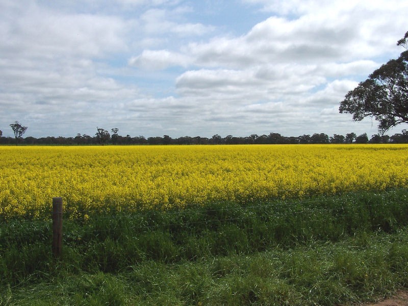 Bordertown Frances Road, Bordertown SA 5268