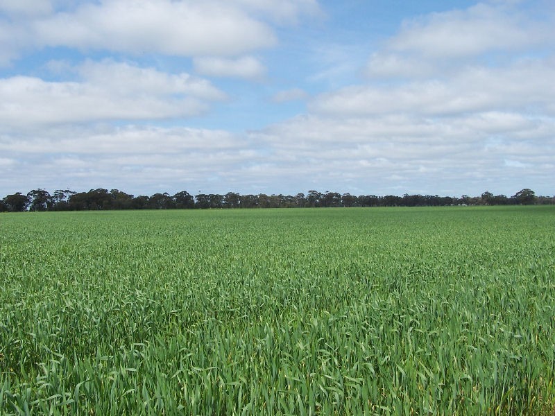 Bordertown Frances Road, Bordertown SA 5268