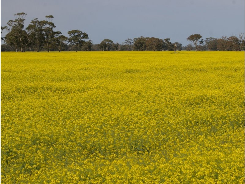 Chappels Rd ‘Redwood Downs’, Naracoorte SA 5271