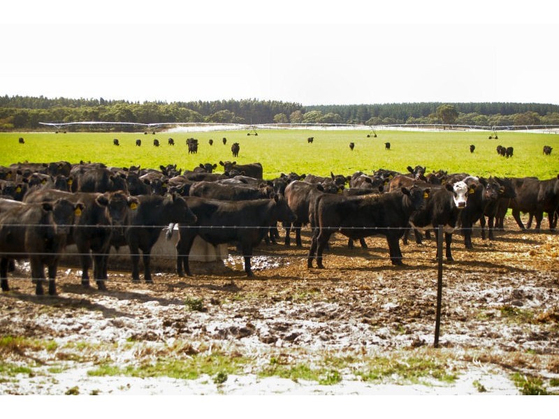 ‘Waterfield’ via Penola, Penola SA 5277