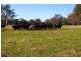 CK Smith Rd ‘Carluke’, Naracoorte SA 5271
