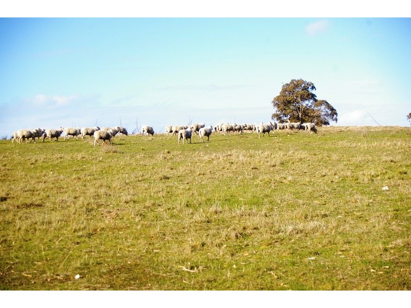 ‘Top View’ Struan via, Naracoorte SA 5271