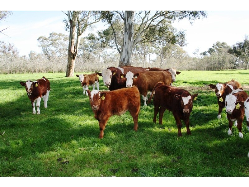 ‘Wattle Glen’, Callendale Rd, Lucindale SA 5272