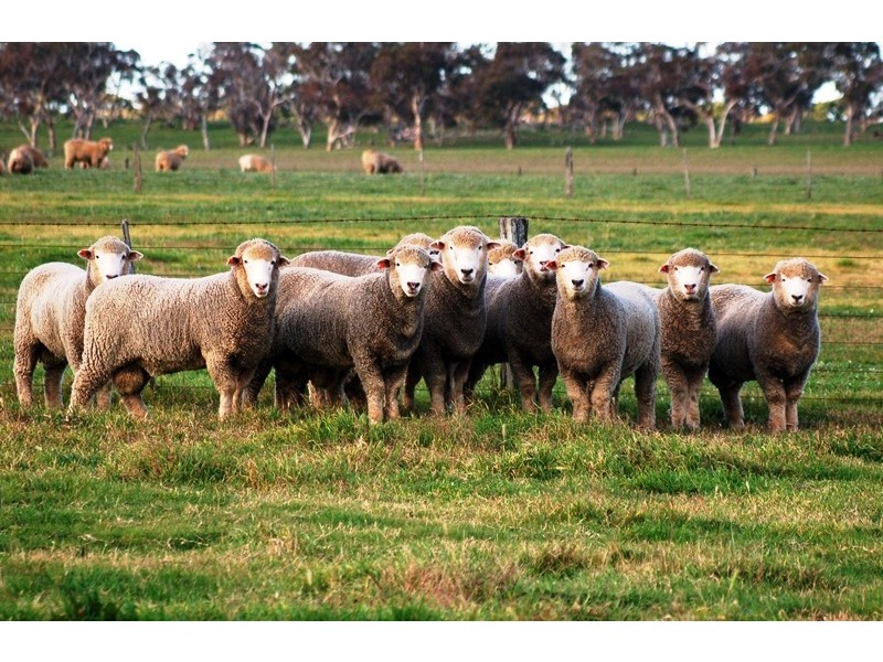‘Wattle Glen’, Callendale Rd, Lucindale SA 5272