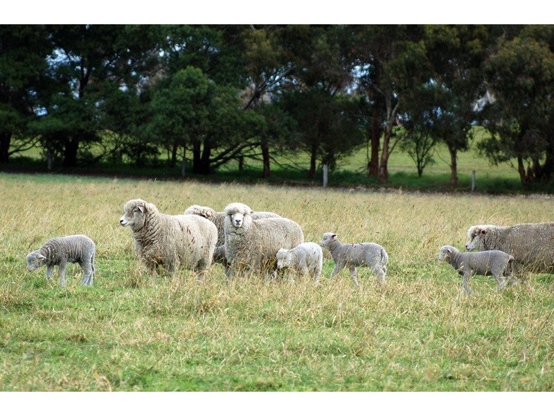 ‘Wattle Glen’, Callendale Rd, Lucindale SA 5272