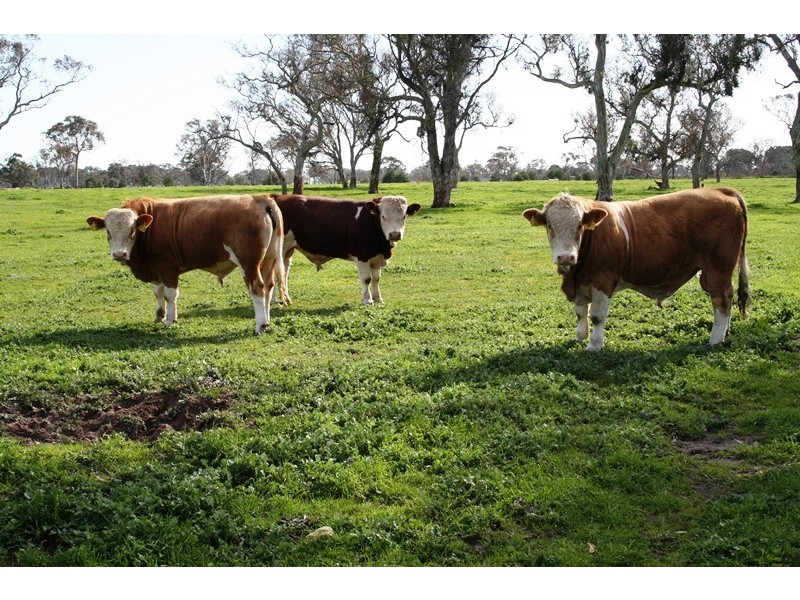 ‘Wattle Glen’, Callendale Rd, Lucindale SA 5272