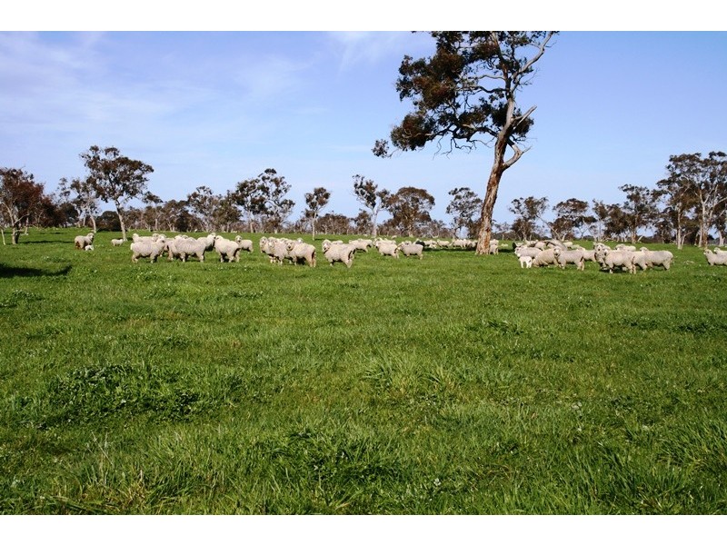 ‘Wattle Glen’, Callendale Rd, Lucindale SA 5272