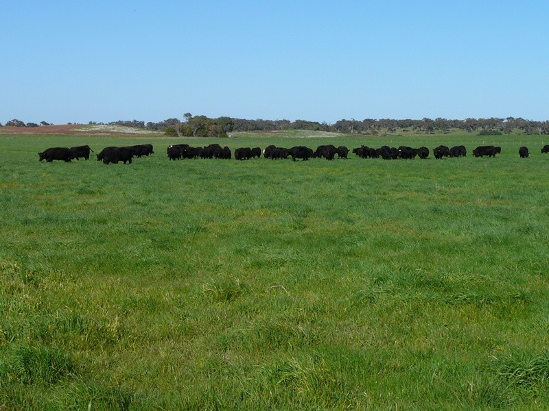 ‘Kompiam’ West Avenue Road, Conmurra SA 5272