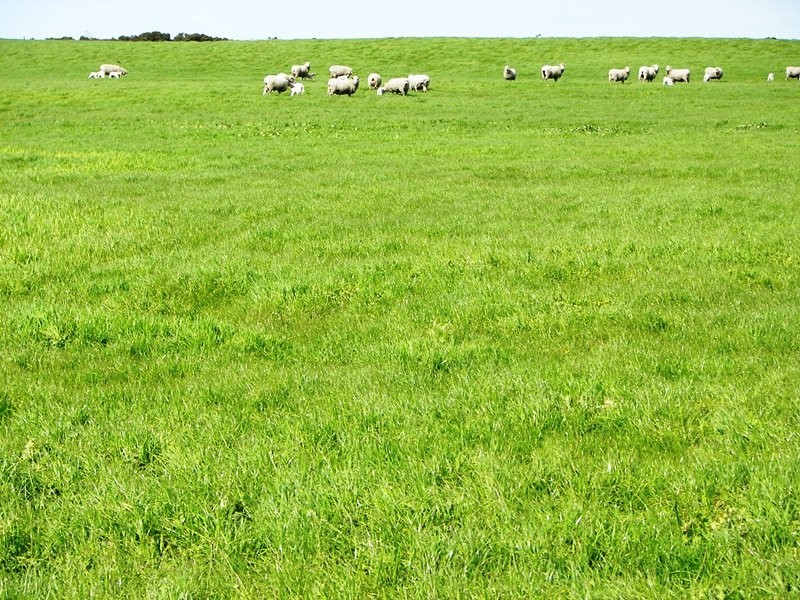 ‘Cannaco’ Bool Lagoon, Naracoorte SA 5271