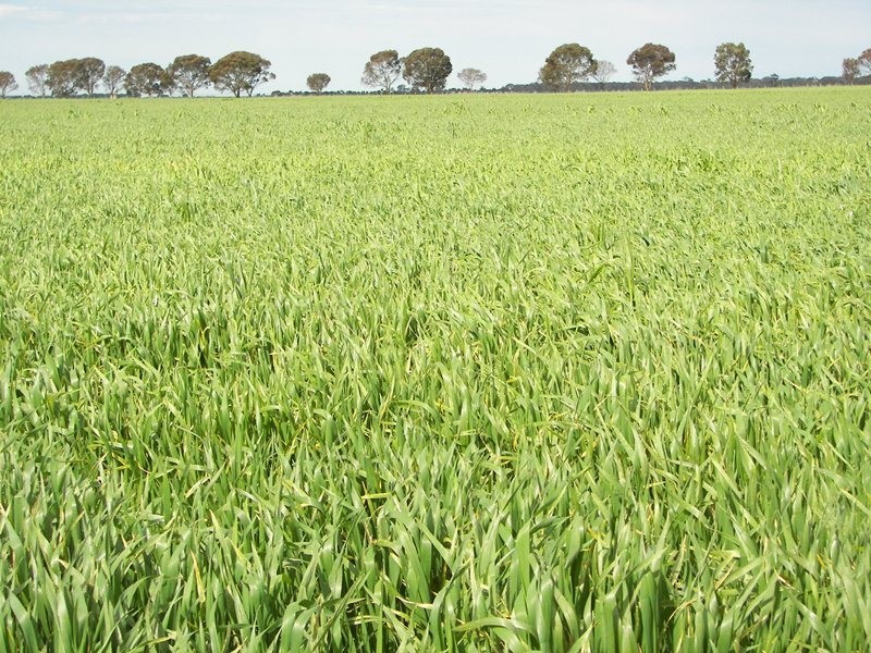 ‘Cannaco’ Bool Lagoon, Naracoorte SA 5271
