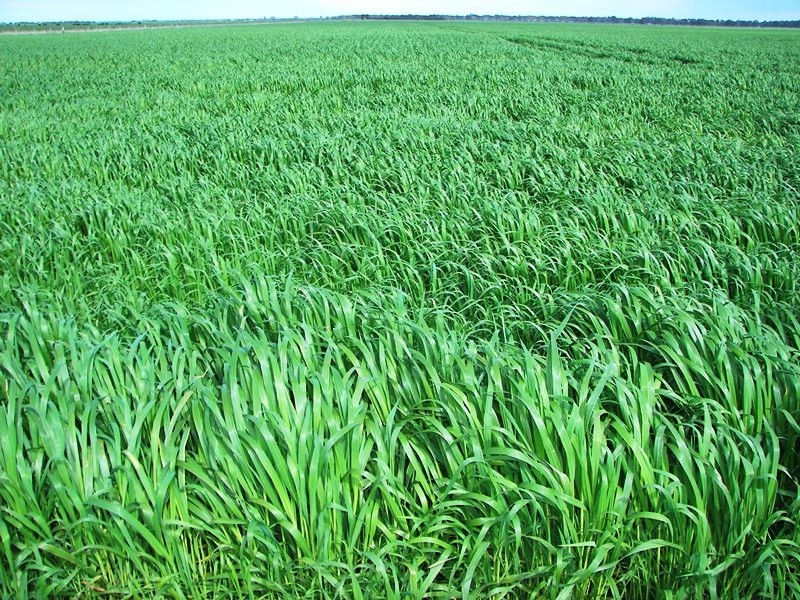 ‘Cannaco’ Bool Lagoon, Naracoorte SA 5271