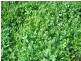 ”Sahara” Reedy Creek via, Kingston Se SA 5275
