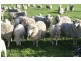 ”Sahara” Reedy Creek via, Kingston Se SA 5275