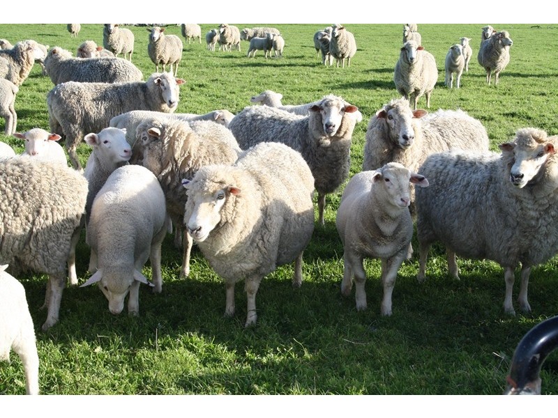 ”Sahara” Reedy Creek via, Kingston Se SA 5275