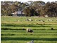 ‘Koniak Estate’, Greenways via, Lucindale SA 5272