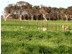 ‘Koniak Estate’, Greenways via, Lucindale SA 5272