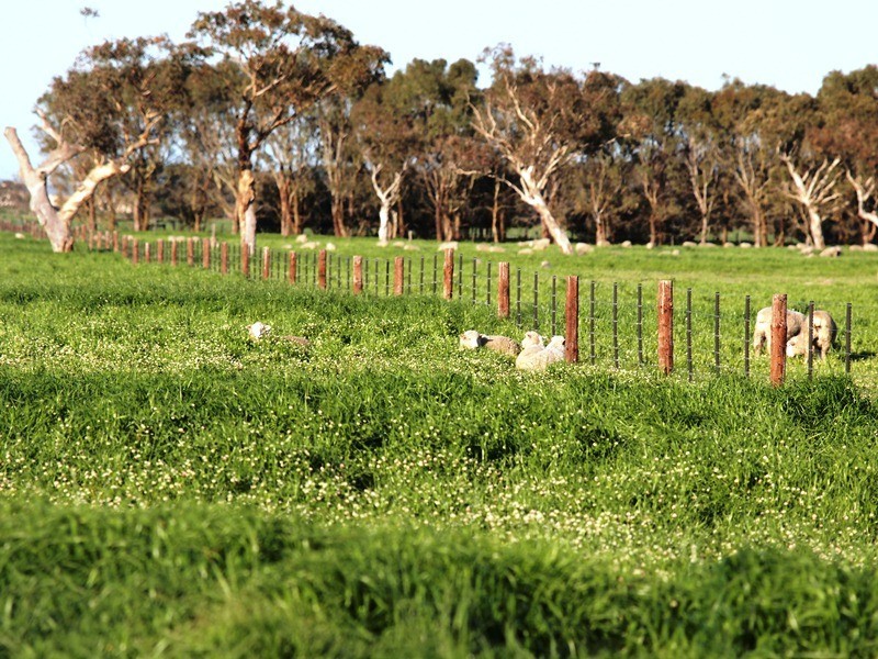 ‘Koniak Estate’, Greenways via, Lucindale SA 5272