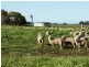 ‘Koniak Estate’, Greenways via, Lucindale SA 5272