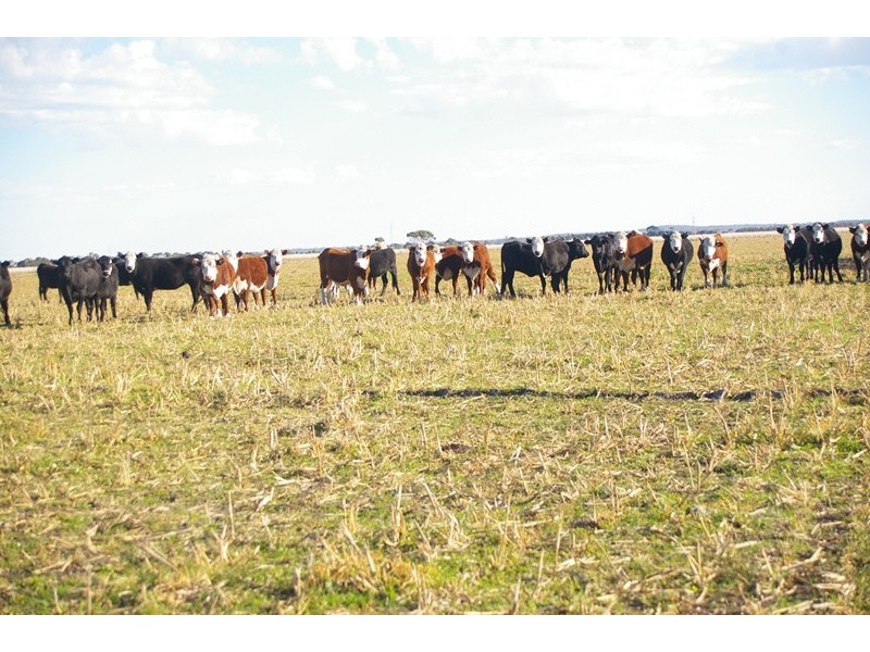 Mayfield Group of Properties, Lucindale SA 5272