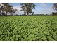 Naracoorte SA 5271