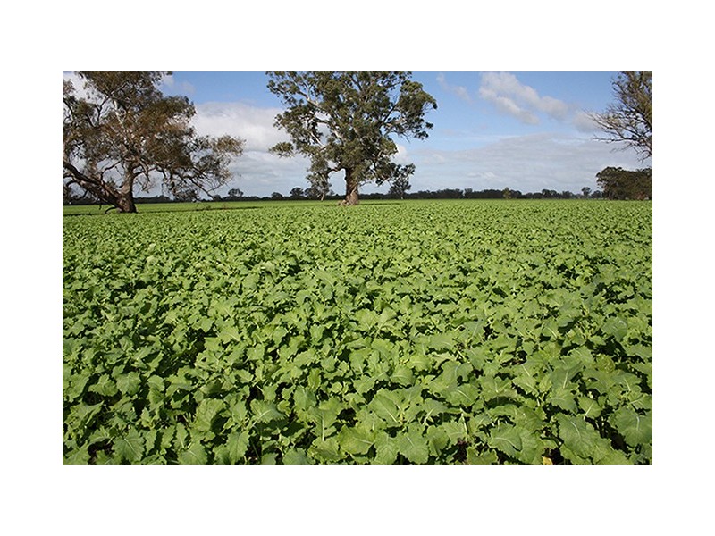 Naracoorte SA 5271