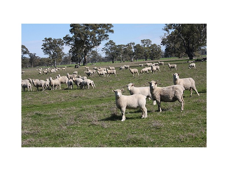 Naracoorte SA 5271