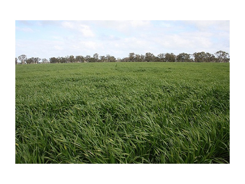 Naracoorte SA 5271