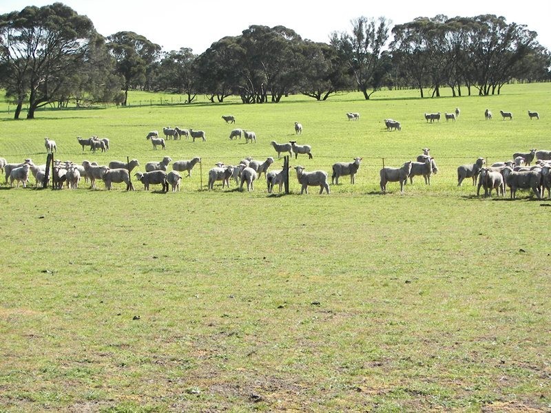 2397 Naracoorte Road, Western Flat SA 5268