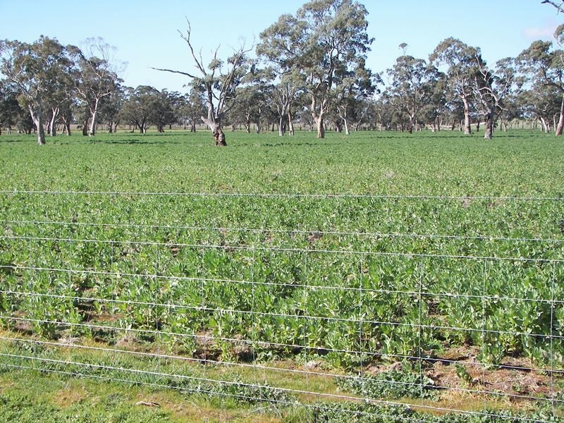 2397 Naracoorte Road, Western Flat SA 5268