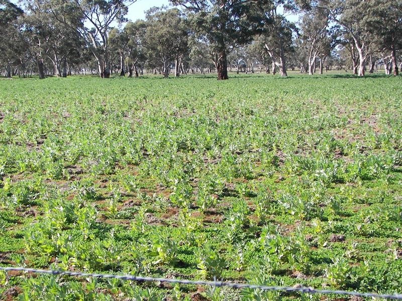 2397 Naracoorte Road, Western Flat SA 5268