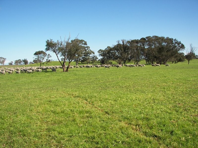 2397 Naracoorte Road, Western Flat SA 5268