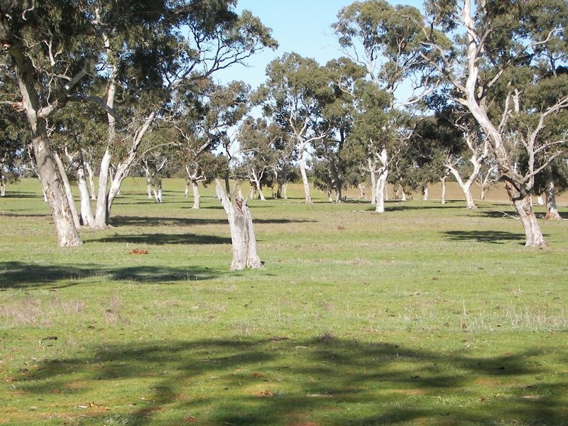 2397 Naracoorte Road, Western Flat SA 5268