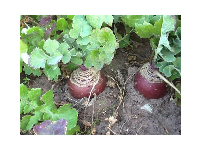 00 Elderslie Road, Naracoorte SA 5271