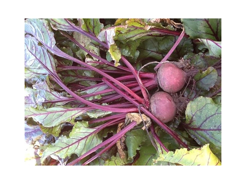 00 Elderslie Road, Naracoorte SA 5271