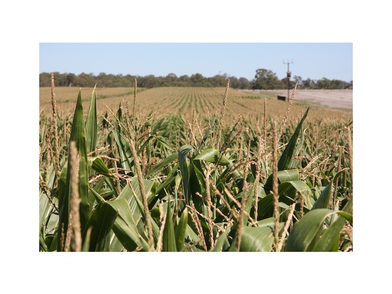 00 Elderslie Road, Naracoorte SA 5271