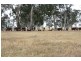 1020 Boddington West Road, Naracoorte SA 5271