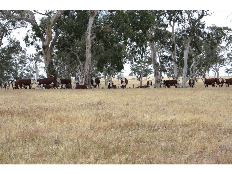 1020 Boddington West Road, Naracoorte SA 5271