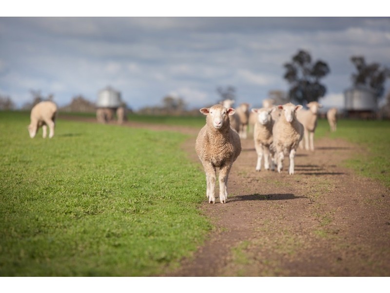 00 Kyby Jessie Road, Kybybolite SA 5262